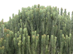 Euphorbia candelabrum