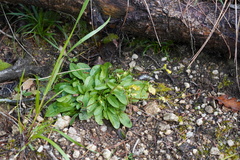 Rhamphospermum arvense