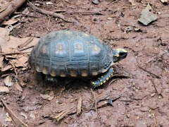 Chelonoidis denticulatus
