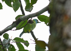 Psilopogon asiaticus