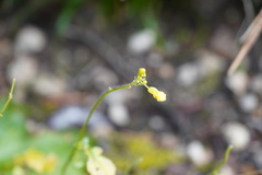 Rhamphospermum arvense