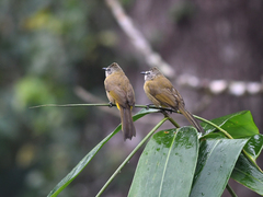 Pycnonotus flavescens