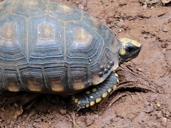 Chelonoidis denticulatus
