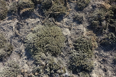 Nanophyton grubovii