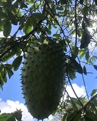 Annona