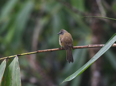 Pycnonotus flavescens