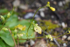 Rhamphospermum arvense