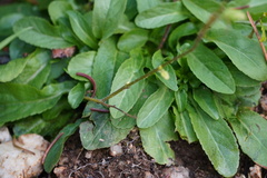 Rhamphospermum arvense