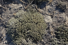 Nanophyton grubovii