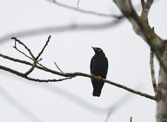 Gracula religiosa