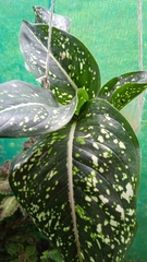 Dieffenbachia