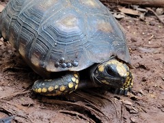 Chelonoidis denticulatus