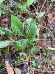 Rubus trivialis
