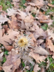 Carlina corymbosa