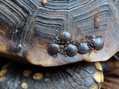 Chelonoidis denticulatus