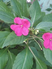 Impatiens