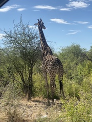 Giraffa camelopardalis angolensis
