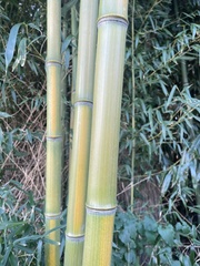Phyllostachys