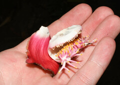 Couroupita guianensis