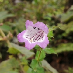 Penstemon campanulatus
