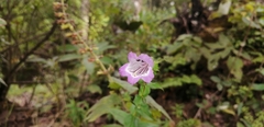 Penstemon campanulatus