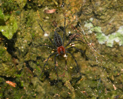 Aglaoctenus castaneus