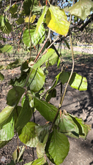Fagus sylvatica
