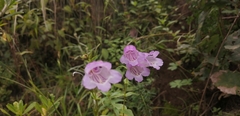 Penstemon campanulatus