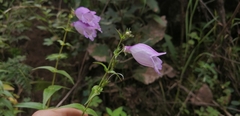 Penstemon campanulatus