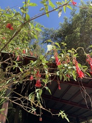 Fuchsia boliviana