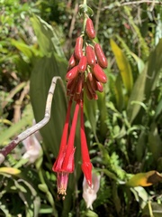 Fuchsia boliviana