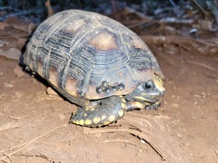 Chelonoidis denticulatus