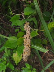 Mallotus apelta