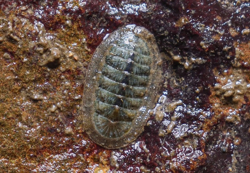 Ischnochiton bouryi