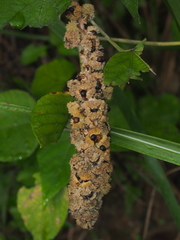 Mallotus apelta