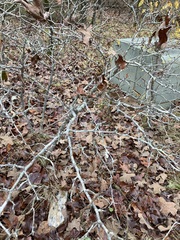 Crataegus reverchonii