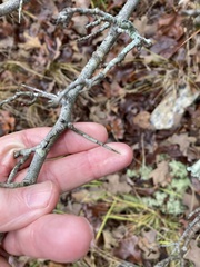 Crataegus reverchonii