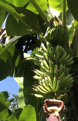 Musa