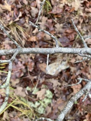 Crataegus reverchonii