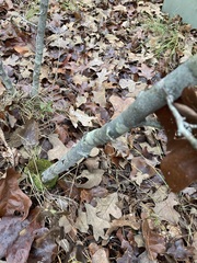 Crataegus reverchonii