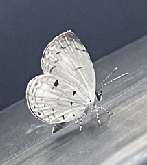 Neopithecops zalmora