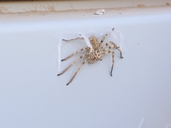 Eusparassus laevatus