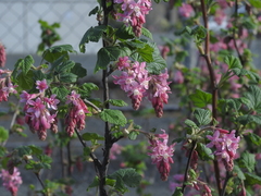 Ribes sanguineum