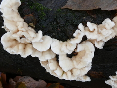 Merulius tremellosus