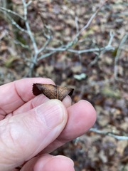 Crataegus reverchonii