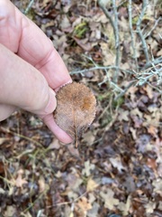 Crataegus reverchonii