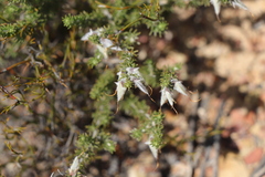 Aspalathus laricifolia
