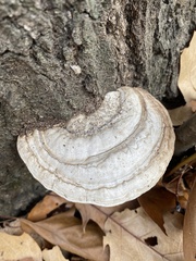 Ganoderma megaloma