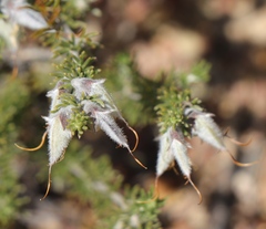 Aspalathus laricifolia