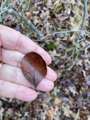 Crataegus reverchonii